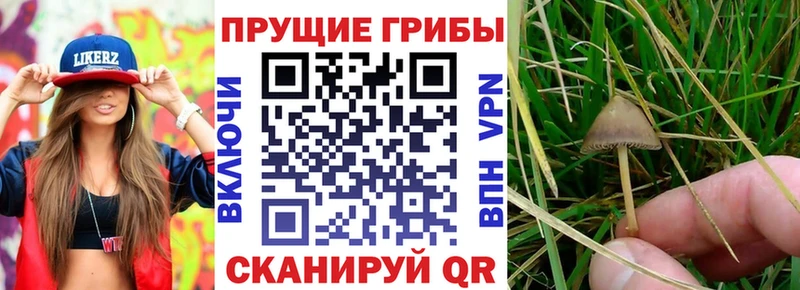Псилоцибиновые грибы мицелий  купить закладку  Аркадак 